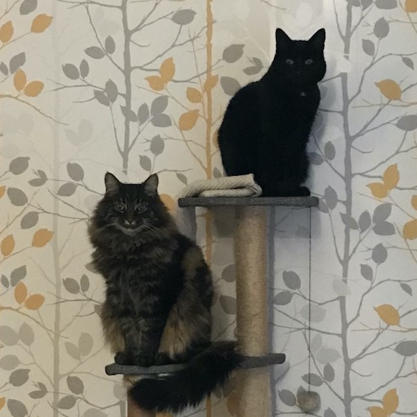 A short haired black cat and a long haired tabby cat sitting indoors on a climbing frame